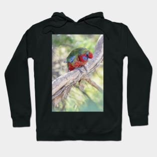 Juvenile crimson rosella 02 Hoodie